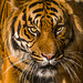 Dash the new male tiger at Chester Zoo