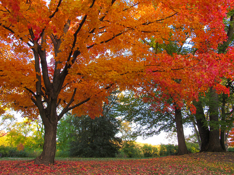 Fall Spreading Its Wings