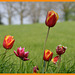 Tulips from Elkenrade