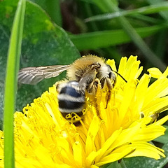 DSC01111-Andrena-gravida (2)