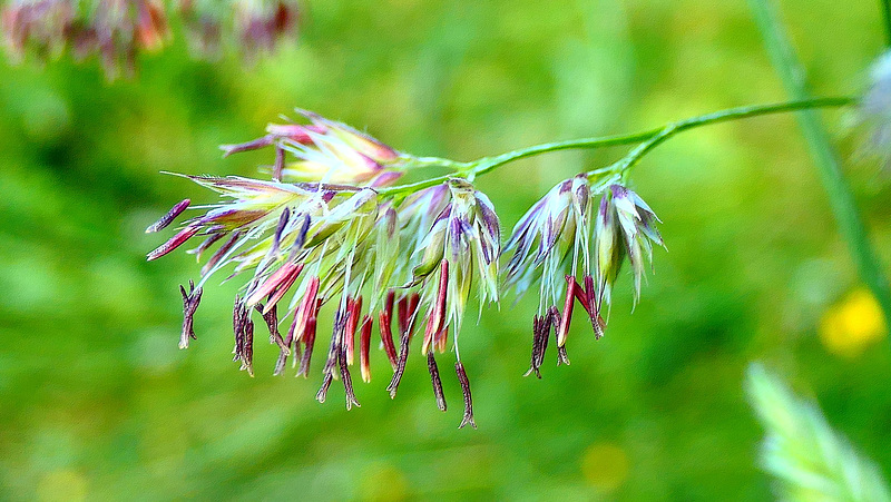 Brin de lumière ! Deschampsia cespisoto...