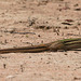 EF7A2662 Lizard