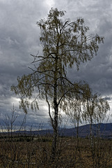 20250413+18+19_Benneckenstein Umfeld Moserteich,Carlshausturm