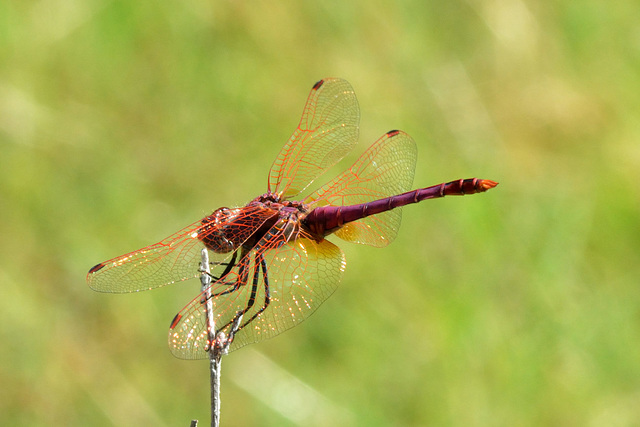 Violet Dropwing m (Trithemis annulata) 6