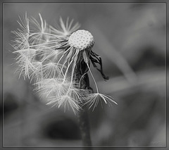 paardenbloem