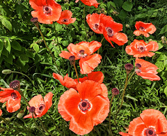 Poppies are Popping!