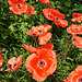 Poppies are Popping!