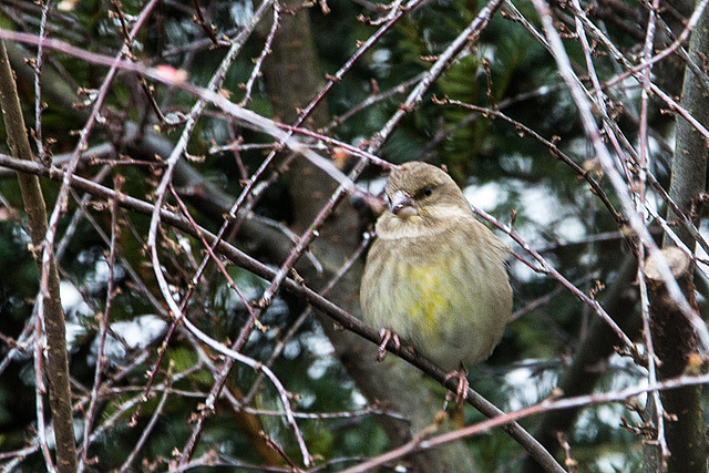 20141228 6095VRAw [D~RI] Grünfink [JV] (Carduelis chloris), Rinteln