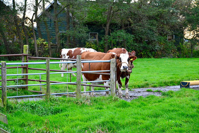 Cows