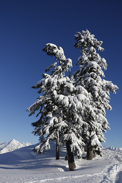 Winter Trees