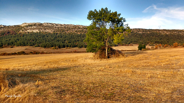 Campos cosechados (Valderejo)