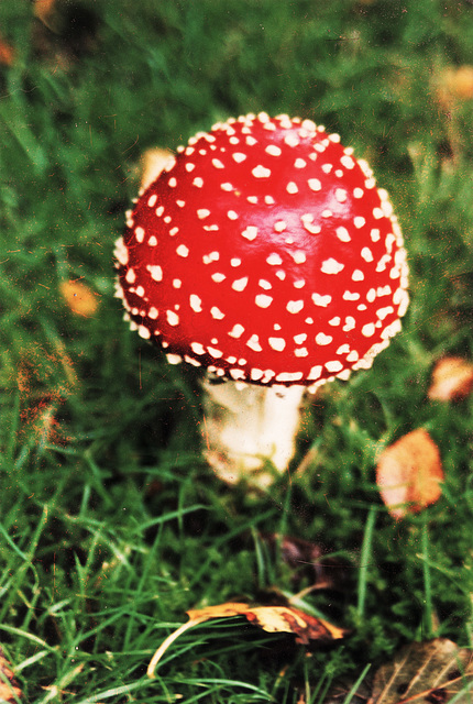 Fly agaric