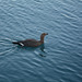 Chile, The Lonely Magellan Goose