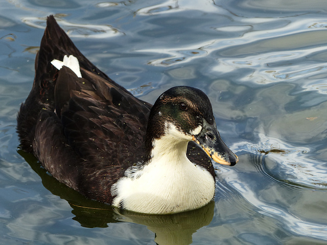 Domestic duck - a Swedish Blue?