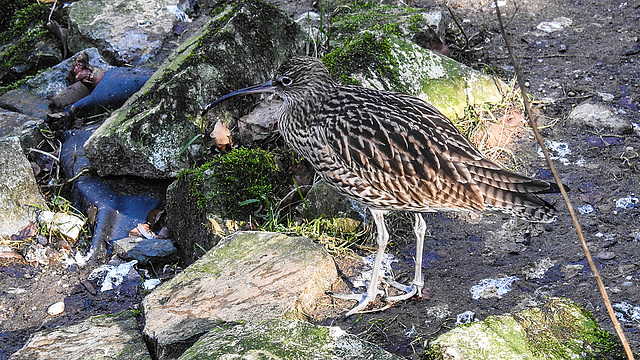 20190216 4435CPw [D~BI] Großer Brachvogel, Tierpark Olderdissen, Bielefeld