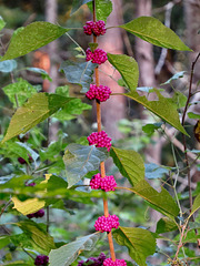 Callicarpa berries