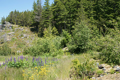 Flowers By The Sea To Sky Highway