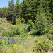 Flowers By The Sea To Sky Highway