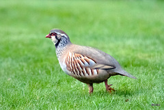 Red-Legged Partridge