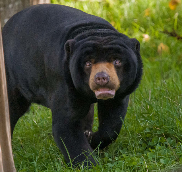 Sun bear