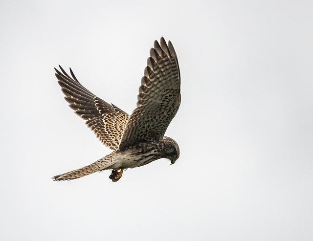 Kestrel