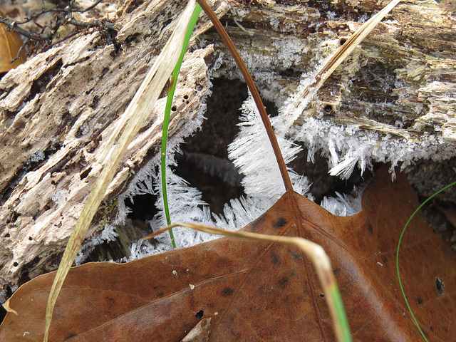 Ice crystals on a cold morning 1