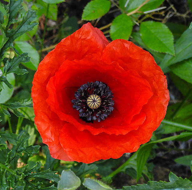 20230610 0860CPw [D~LIP] Klatsch-Mohn (Papaver rhoeas), Bad Salzuflen