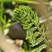 emerging fern