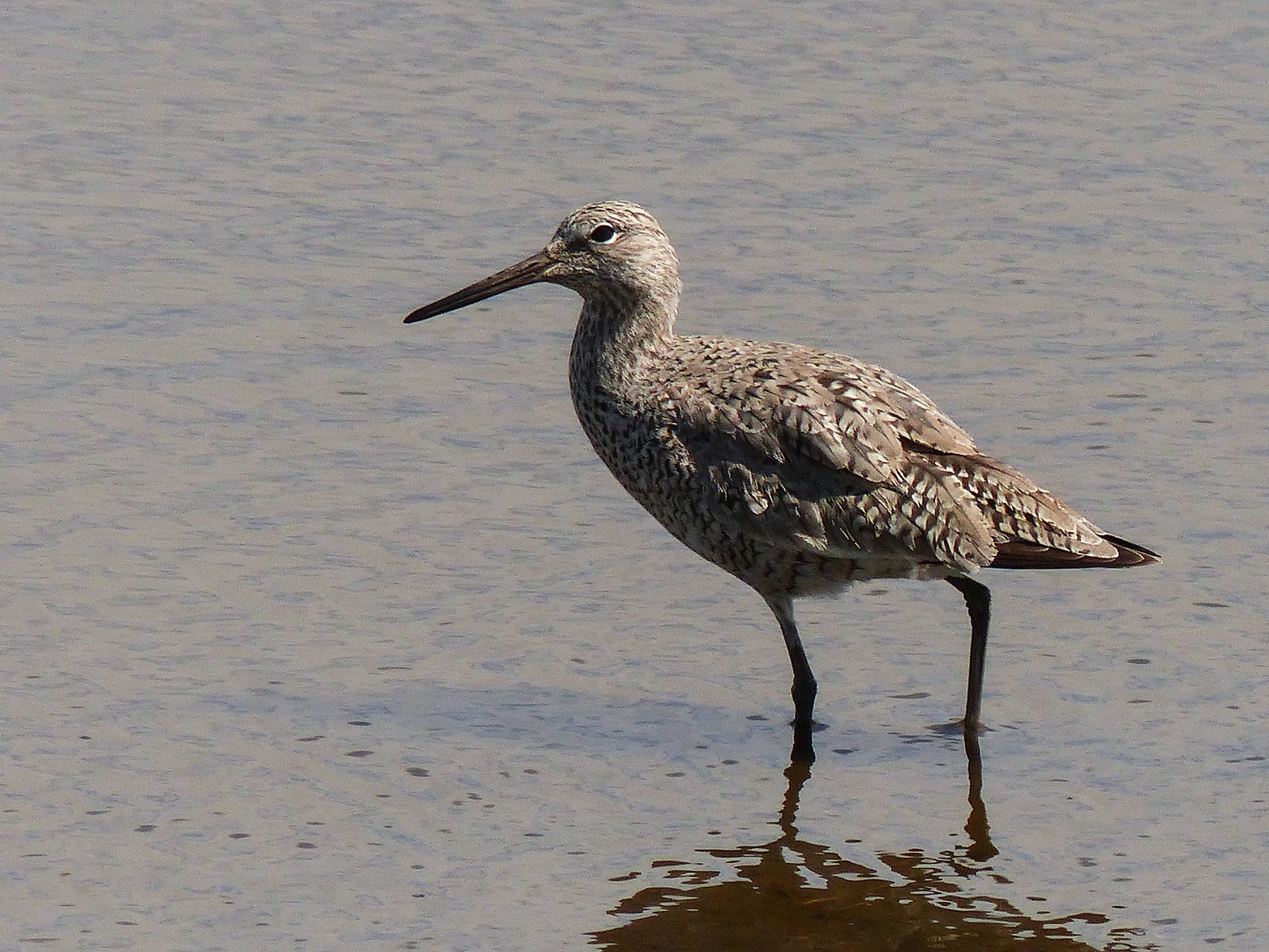 Willet / Tringa semipalmata