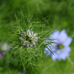 Love-in-a-mist