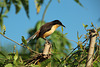 A Black-capped Donacobius