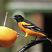 Baltimore Oriole