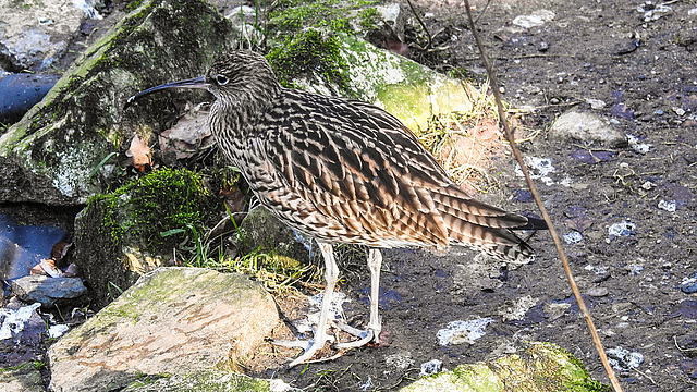 20190216 4436CPw [D~BI] Großer Brachvogel, Tierpark Olderdissen, Bielefeld