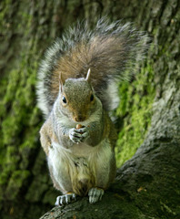 Squirrel in the woods..