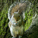 Squirrel in the woods..