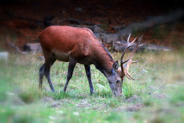 cerf au soir