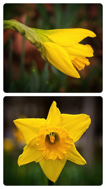 Daffs