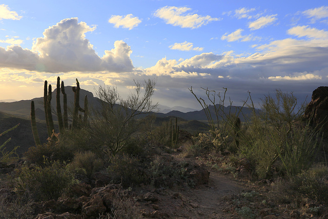 Hiking in the Ajo Mountains