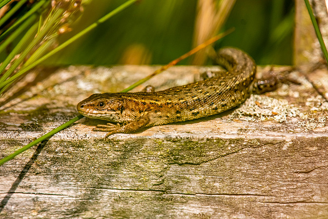 Common lizard