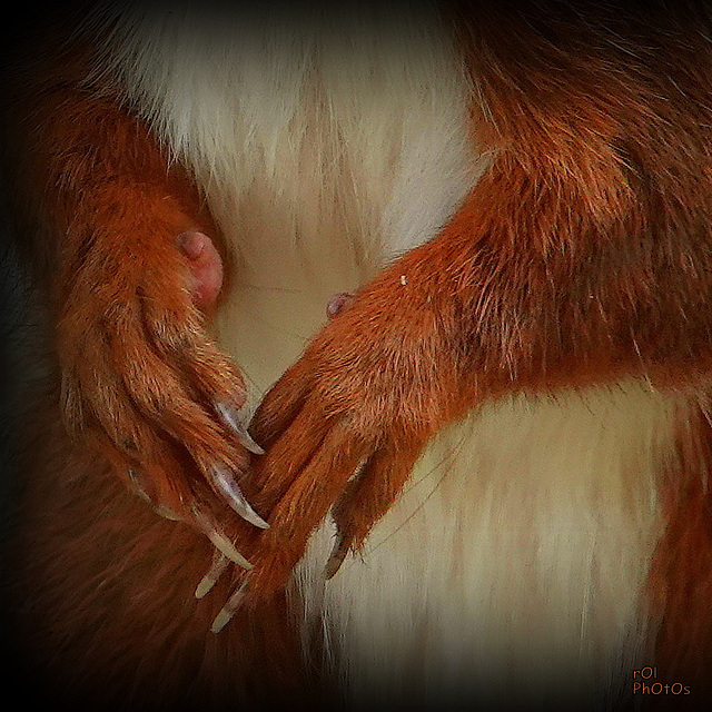 Écureuil roux, (Sciurus vulgaris), Eurasian Red Squirrel