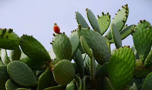 Figo de Piteira