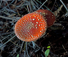 The poison Fly agaric , Amanita muscaria