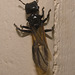 IMG 3025 Queen Ant-1