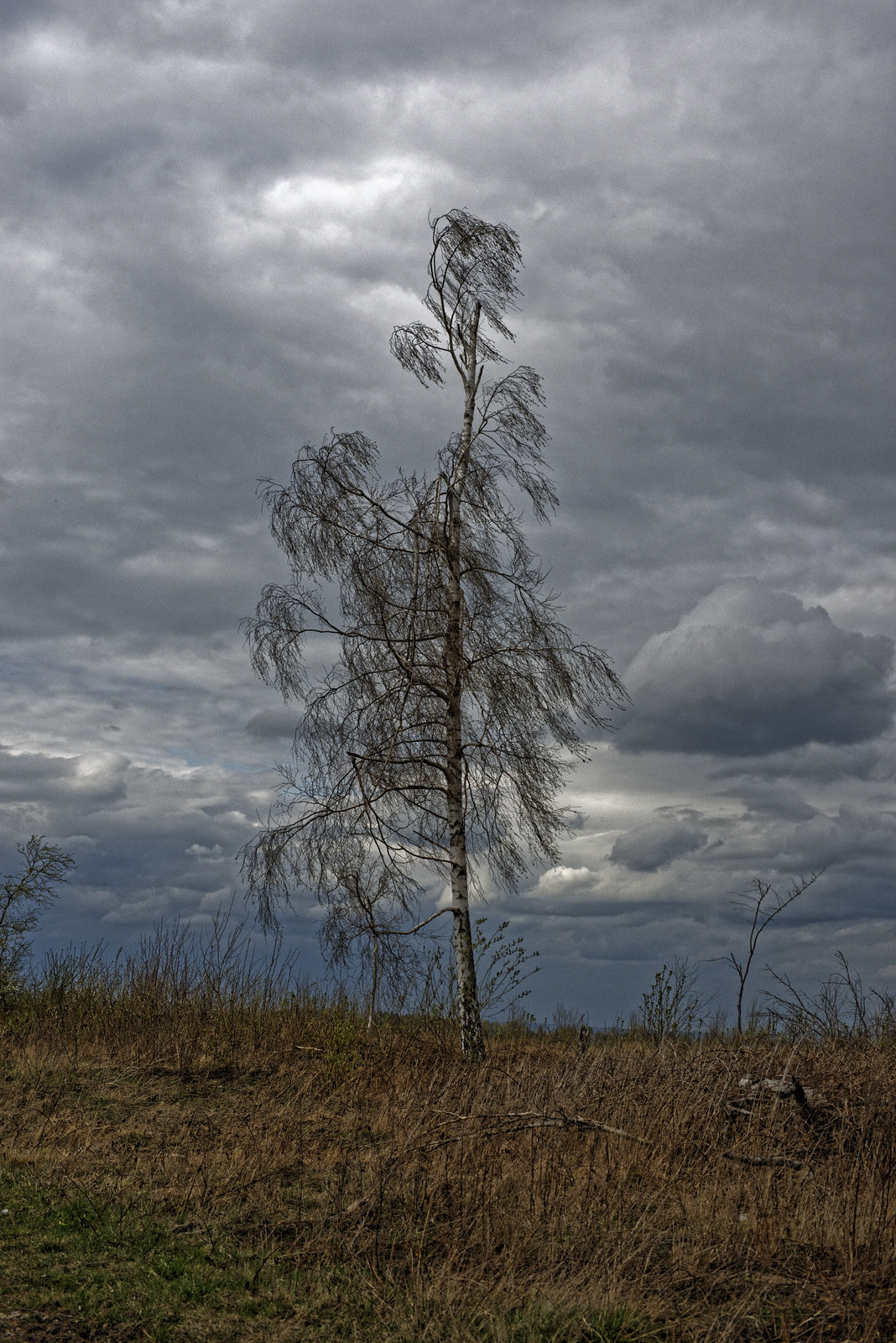 20250413+18+19_Benneckenstein Umfeld Moserteich,Carlshausturm