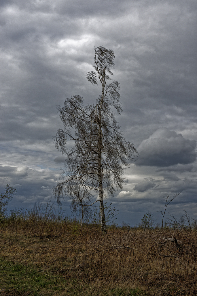 20250413+18+19_Benneckenstein Umfeld Moserteich,Carlshausturm