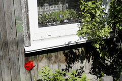 Outside the window