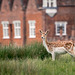 Fallow Deer