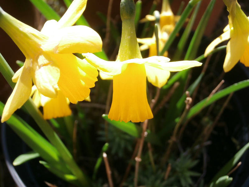 Daffodils are at long last out