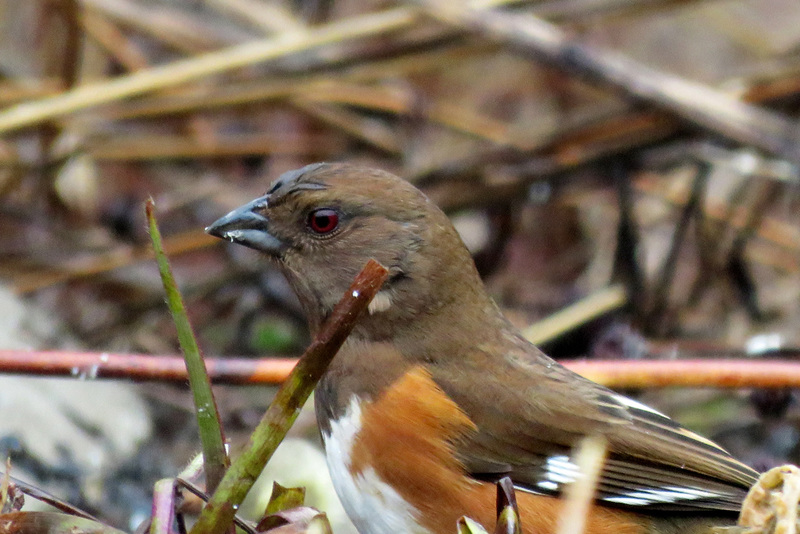 Female Eastern Towhee Portrait