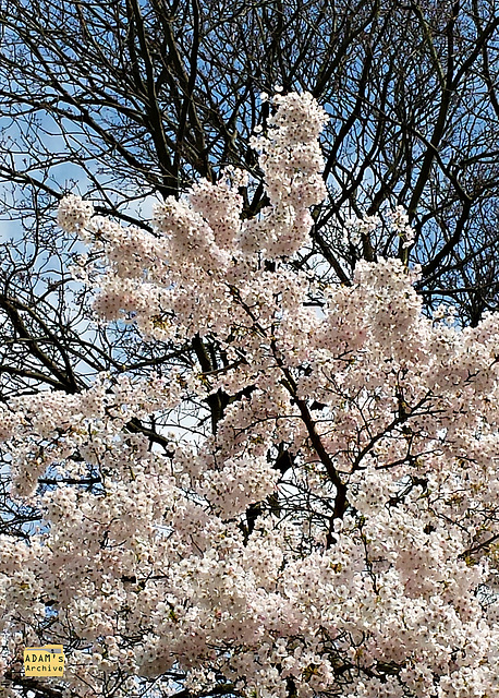 Blossoms in white